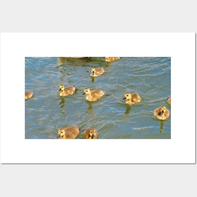 Young Canada Goose Goslings Swimming Together Wall Art by BackyardBirder